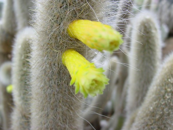 cephalocereus_chrysocephalus